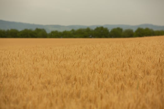 Wheat field and blue sky. Agricultural landscape with ears of wheat. photo