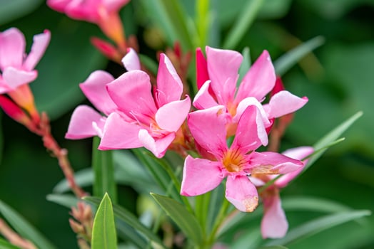 Nerium oleander L. blooming in the garden photo