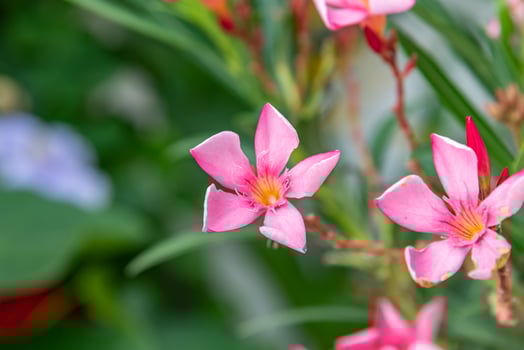 Nerium oleander L. blooming in the garden photo