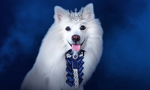 White fluffy king dog Japanese Spitz Simba in a crown and a blue jabot on blue background royal style photo