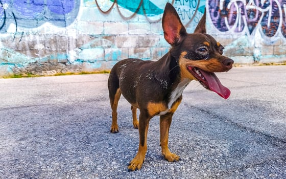 Russian toy terrier dog with graffiti wall Playa del Carmen. photo