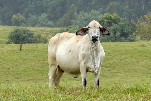 Brahman Cow in Australia photo