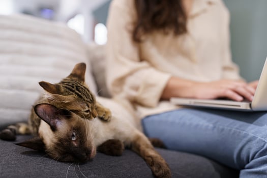 woman working from home with cat. cat asleep on the laptop keyboard. assistant cat working at Laptop photo