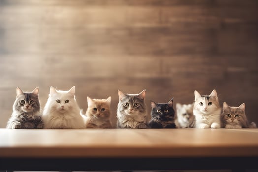 Wooden table with many cats. International cat day. photo