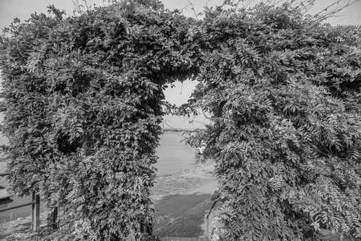 rees at the rhine river photo