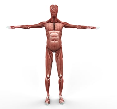 Musculature Front View photo