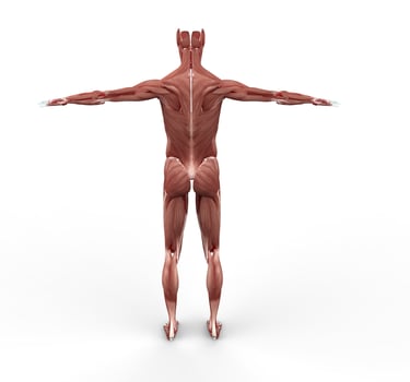 Musculature Back View photo