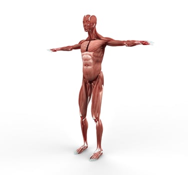 Male Muscle Anatomy Side View photo
