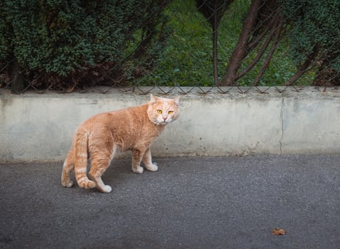 Cool orange stray cat with bright yellow eyes photo