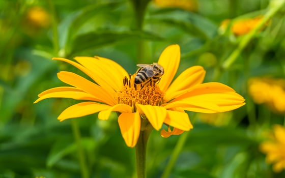 Beautiful wild flower winged bee on background foliage meadow photo