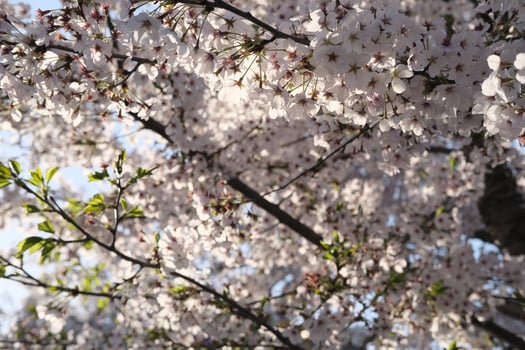Spring in Seoul Cherry Blossom Sakura photo