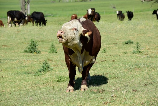 Bull raised with natural grass, Argentine meat production photo