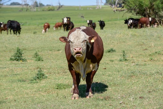 Bull raised with natural grass, Argentine meat production photo