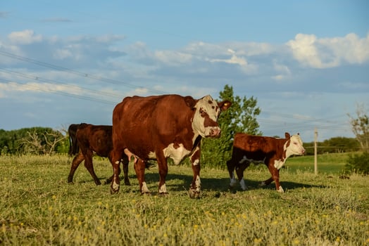 Cattle and  calf , Pampas countryside,La Pampa Province, Argentina. photo