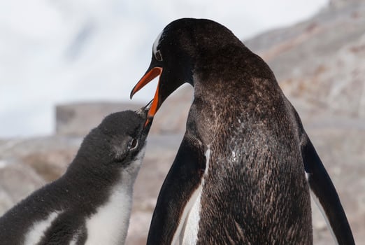 Gentoo Penguin with chick, Neko harbour,Antartica photo
