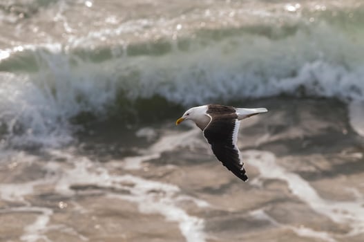 Solo seagull flying photo