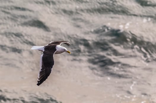 Solo seagull flying photo