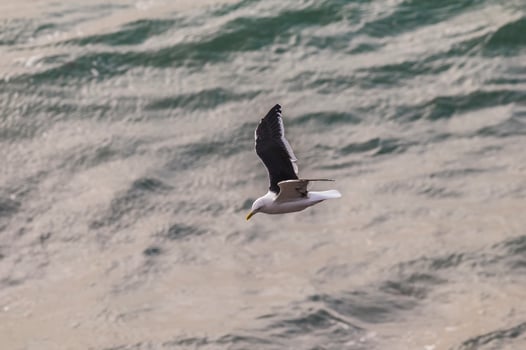 Solo seagull flying photo