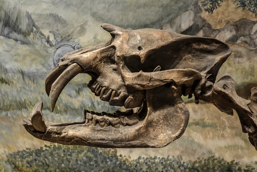 Fossil skull of extinct Astrapotherium magnum, Patagonia, Argentina. photo