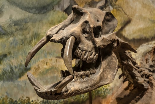 Fossil skull of extinct Astrapotherium magnum, Patagonia, Argentina. photo