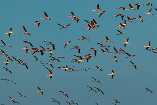Flamingos flock in a salty lagoon, La Pampa Province,Patagonia, Argentina. photo