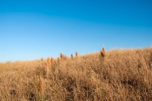 Pampas grass landscape, La Pampa province, Patagonia, Argentina. photo