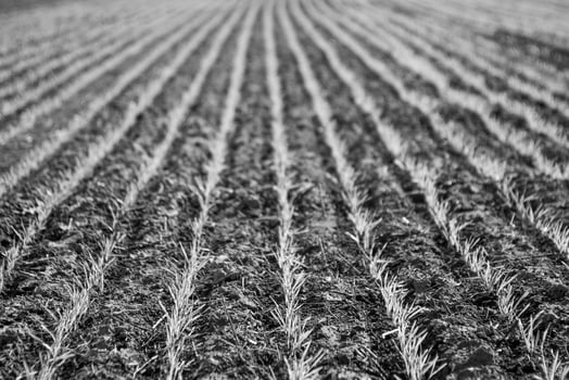 Furrows in a cultivated field, La Pampa Province , Argentina photo