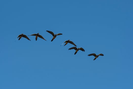 Burrowing Parrot in flight, La Pampa Province, Patagonia, Argentina photo