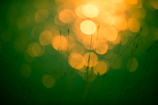 Grass, abstract, background photo