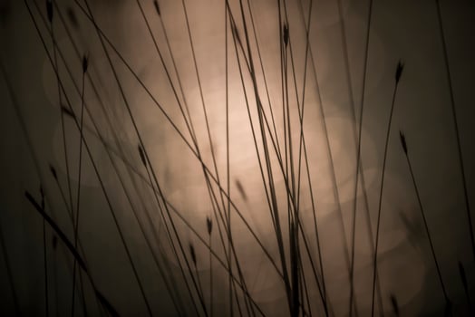 Pampas grass landscape at sunset, La Pampa Province,  Argentina photo