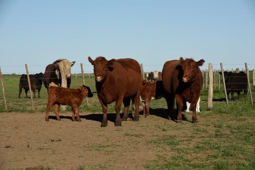 Cattle raising  with natural pastures in Pampas countryside, La Pampa Province,Patagonia, Argentina. photo