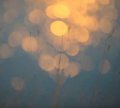 Grass, abstract, background photo