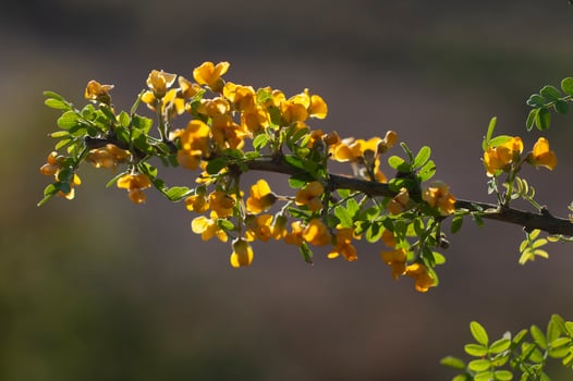 Chanar tree in Calden forest, bloomed in spring, La Pampa, Argentina photo