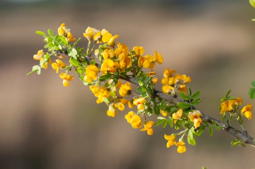 Chanar tree in Calden forest, bloomed in spring, La Pampa, Argentina photo