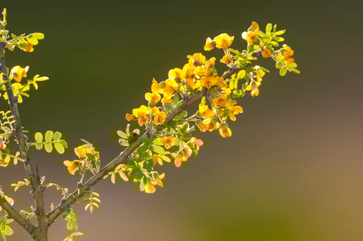 Chanar tree in Calden forest, bloomed in spring, La Pampa, Argentina photo