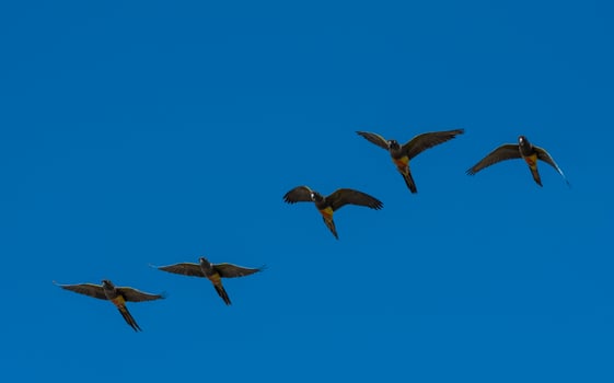 Burrowing Parrot in flight, La Pampa Province, Patagonia, Argentina photo