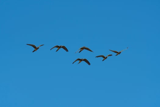 Burrowing Parrot in flight, La Pampa Province, Patagonia, Argentina photo