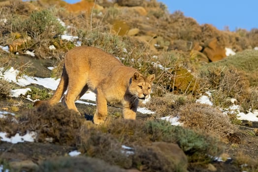 Cougar walking in mountain environment, Torres del Paine National Park, Patagonia, Chile. photo
