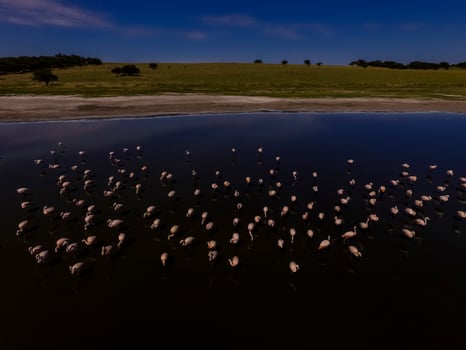 Flamingos flock in Patagonia, Aerial view,Argentina photo