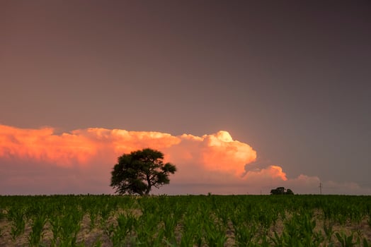 Pampas tree  in rural landscape, La Pampa Province, Patagonia, Argentina. photo