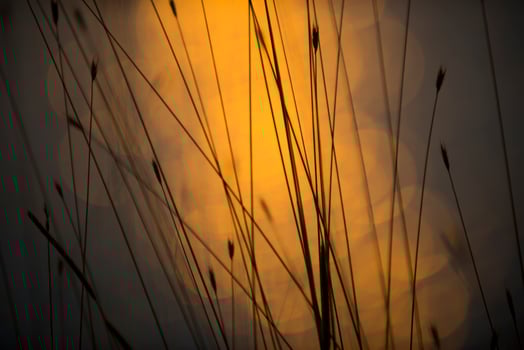 Grass, abstract, background photo