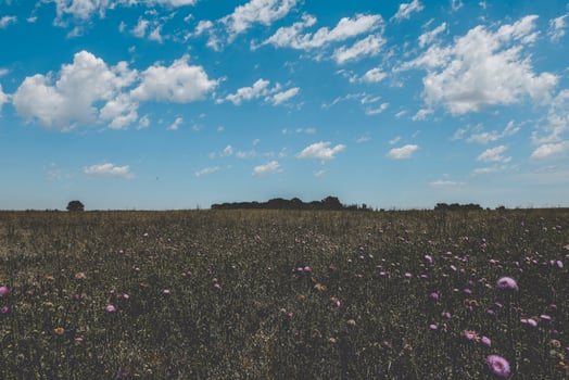 Scenic pasture view photo