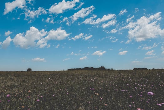 Scenic pasture view photo