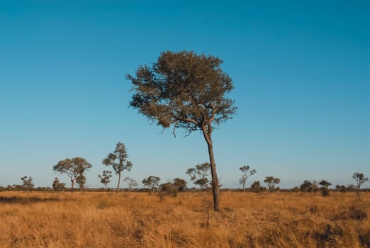 African savannah landscape photo