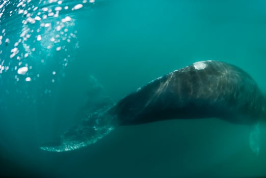 a gray whale swimming in the ocean photo