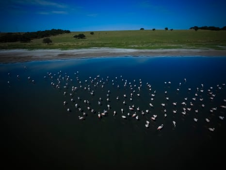 Flock of flamingos, Aerial view,Patagonia, Argentina photo