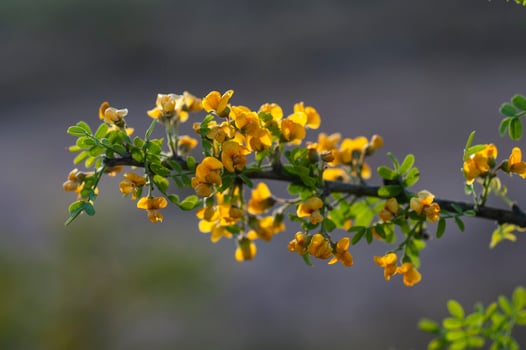 Chaar tree in Calden forest, bloomed in spring,La Pampa,Argentina photo