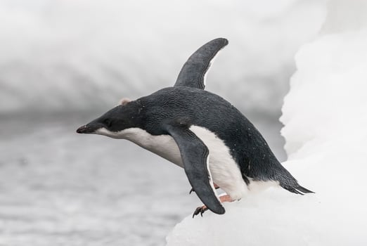 Adelie Penguin, juvenile on ice, Paulet island, Antarctica photo