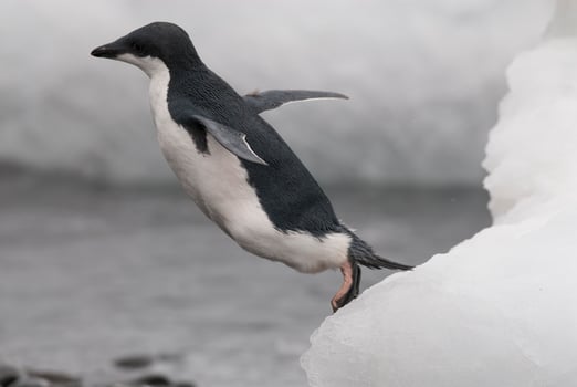 Adelie Penguin, juvenile on ice, Paulet island, Antarctica photo