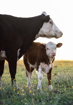 Cattle and  calf sucking, Argentine countryside,La Pampa Province, Argentina. photo